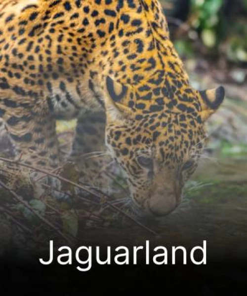 Jaguarland 2020