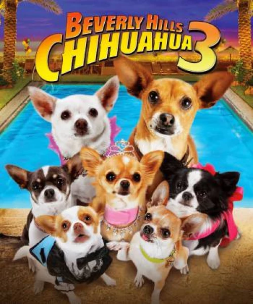 Những Chú Chó Chihuahua 3 2012