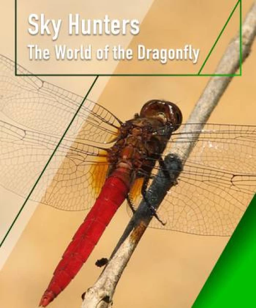 Sky Hunters - The World of Dragonfly 2010