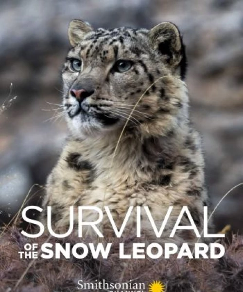 Survival Of The Snow Leopard 2020